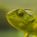 Tierische Überflieger