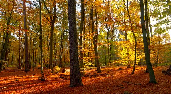 Bild 1 von 4: Der Grunewald im Herbst.