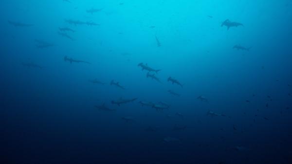 Bild 1 von 14: Ein Haifischbecken rund um Malpelo-Island in Kolumbien. Auch Hammerhaie versammeln sich hier.