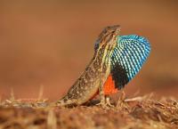 Sieben Kontinente - Ein Planet