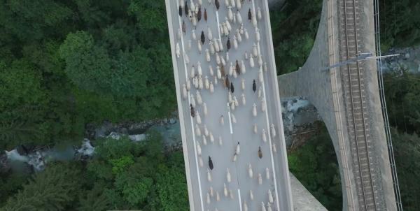 Bild 1 von 3: Alpaufzug mit Schafen.