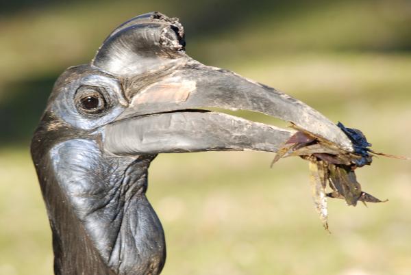 Bild 1 von 1: Ein Hornrabe.