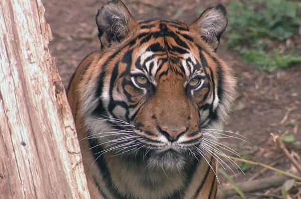Bild 1 von 2: Tigerin Malea im Frankfurter Zoo.