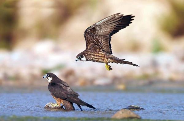 Bild 1 von 5: Auf der Vulkaninsel San Pietro an Sardiniens Südspitze ziehen Eleonorenfalken ihren Nachwuchs groß.