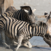 Fight Club der Tiere - Tierische Kleinkriege