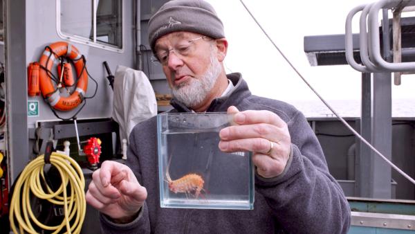 Bild 1 von 9: Dr. Claude De Broyer, belgischer Spezialist für antarktische Fauna, zeigt einen Tiefsee-Amphipoden. Diese winzigen Krebstiere erreichen in der südlichen Tiefsee relativ enorme Maße.
