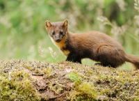 Schottlands neue Wildnis