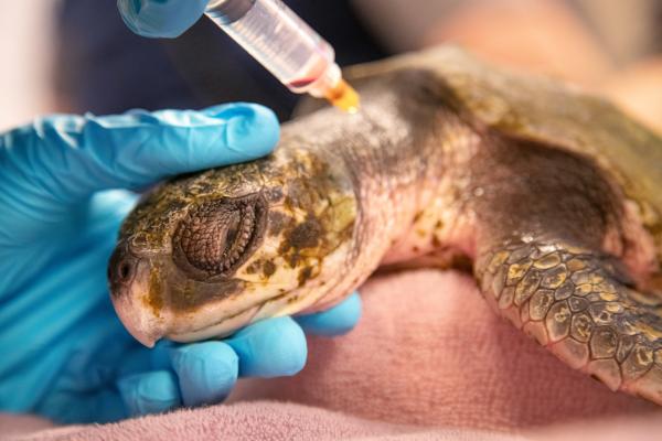 Bild 1 von 4: Durch sich verändernde Meeresströmungen verschlägt es Karibische Bastardschildkröten immer wieder viel zu weit in den Norden, und sie werden an die Strände gespült. Naturschützer sammeln die bewegungsunfähigen Schildkröten ein. Im New England Aquarium in Boston ist man mittlerweile darauf spezialisiert, die hilflosen Meeresbewohner zu behandeln.