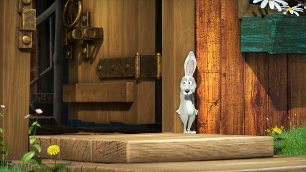 Bild 1 von 6: Der Hase versteckt sich.