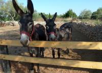 Die Mädchen-WG: Urlaub ohne Eltern