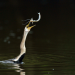 Kinabatangan - Der Amazonas des Ostens