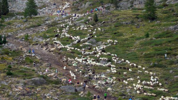 Bild 1 von 30: Im Bild: Schaftreck Ötztal Südtirol.
