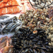 Die Gier nach Lachs