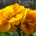 Querbeet Classix