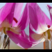 Geheimnisvolle Wildblumen