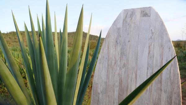 Bild 1 von 10: Ein Rohling eines Agavensurfboards auf der Agavenfarm in Kenia