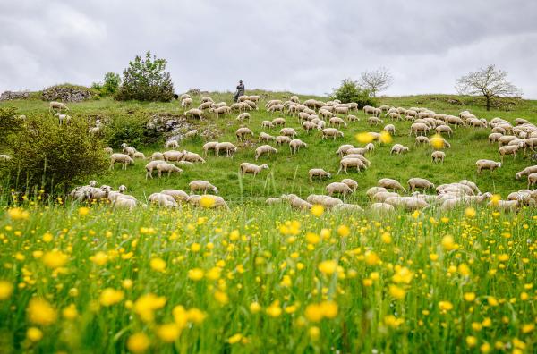Bild 1 von 3: Nirgendwo in Deutschland gibt es mehr Wanderschäfer als in der Region, durch die der Albschäferweg führt.