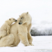 Schneebabys - Der erste Winter