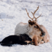 Schneebabys - Der erste Winter