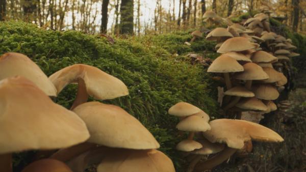 Bild 1 von 6: Pilze und Bodenlebewesen spielen eine wichtige Rolle im Ökosystem Wald.