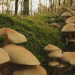 Hoffnungsträger Wald - Können Bäume das Klima retten?