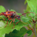 Insekten - Die heimlichen Herrscher