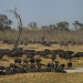 Tödliches Afrika - Tierische Kämpfer