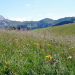 Kräuterwelten der Alpen