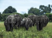 Okawango - Fluss der Träume