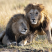 Planet - Kenias wilde Tiere! Unterwegs mit Andreas Knausenberger