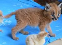 Das Waisenhaus für wilde Tiere