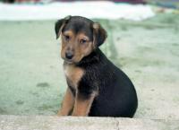 Entenfellners Tier-Welt