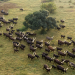 Afrika von oben: Uganda