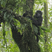 Anna und die wilden Tiere