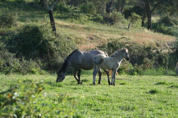 Bild 1 von 10: Eine Sorraiastute mit ihrem Jährlingsfohlen.