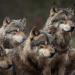 Tierische Massenjagden