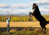 Heartland - Paradies für Pferde