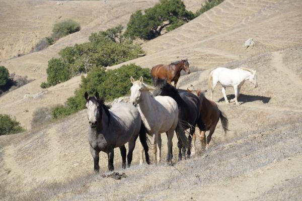 Bild 1 von 15: Wilde Mustangs im Schutzgebiet von Neda DeMayo.