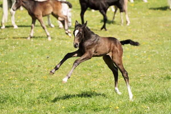 Bild 1 von 10: Im Bild: Lipizzaner-Fohlen.