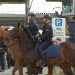 Einsatz für die Pferdepolizei