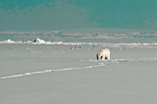 Bild 1 von 5: Eine ständige Gefahr ? von einem Eisbären darf man sich in Grönland nicht überraschen lassen.