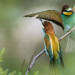 Abenteuer Wildnis