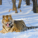 Russland - Im Reich der Tiger, Bären und Vulkane