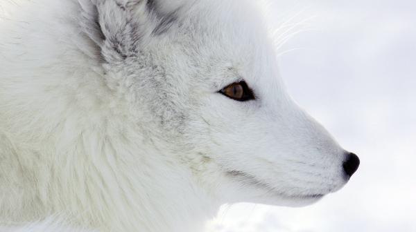 Bild 1 von 3: Polarfüchse haben im Winter ein schneeweißes Fell.