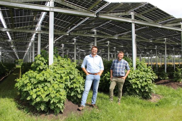 Bild 1 von 2: Die Landwirte Fabian Karthaus und Josef Kneer schützen ihre Heidelbeer- und Himbeersträucher durch ihre innovative Dachkonstruktion aus Photovoltaik-Modulen und produzieren dabei auch noch Strom.