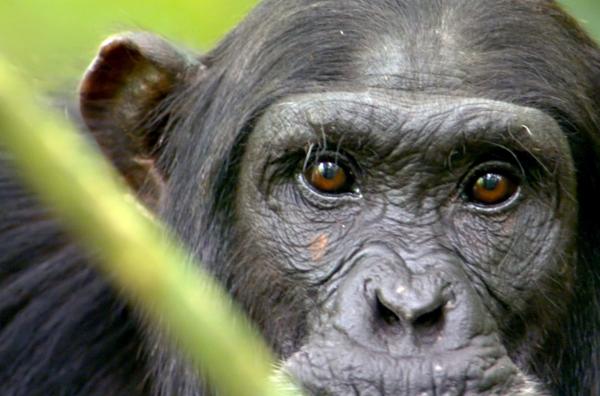 Bild 1 von 4: Im Gegensatz zu den meisten Säugetieren können Schimpansen Rot und Grün unterscheiden, was ihnen hilft, rote Früchte im Laub schnell zu finden.