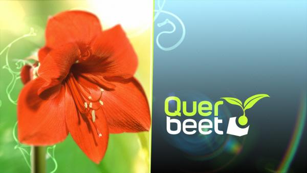 Bild 1 von 2: Querbbeet