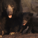 Abenteuer Wildnis