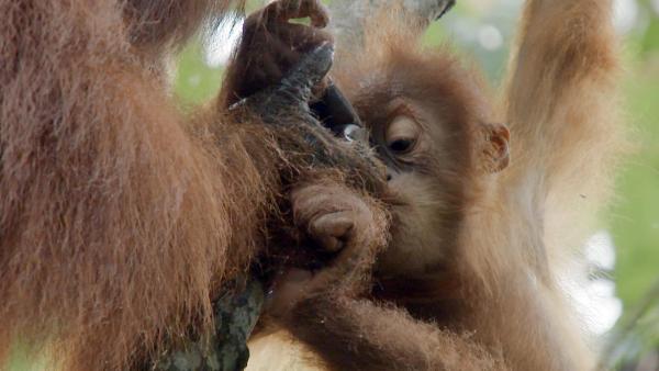 Bild 1 von 7: Im Bild: Orang-Utans.
