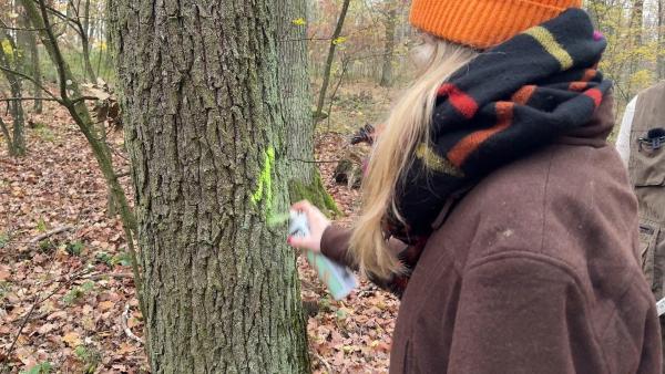 Bild 1 von 10: Im Bild: Lena markiert einen Baum, der gefällt werden soll.